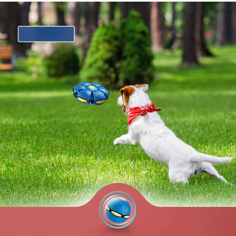 Doggy Disc Ball - Interactive Toy for Pups |Shop Kays